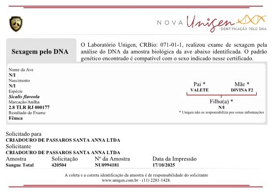 CANÁRIO FÊMEA 2.8 TLR RJ 000177 - Image 2