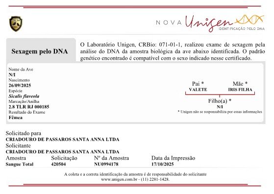 CANÁRIO FÊMEA 2.8 TLR RJ 000185 - Image 2