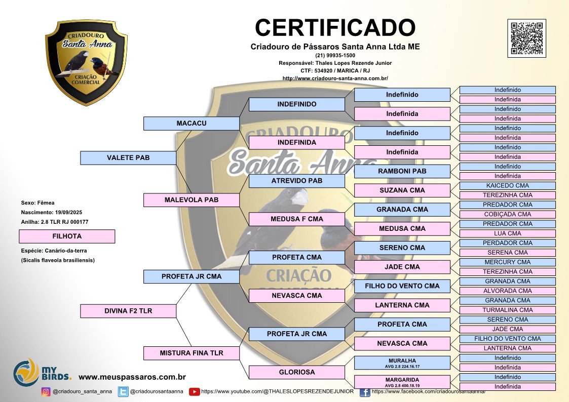 CANÁRIO FÊMEA 2.8 TLR RJ 000177