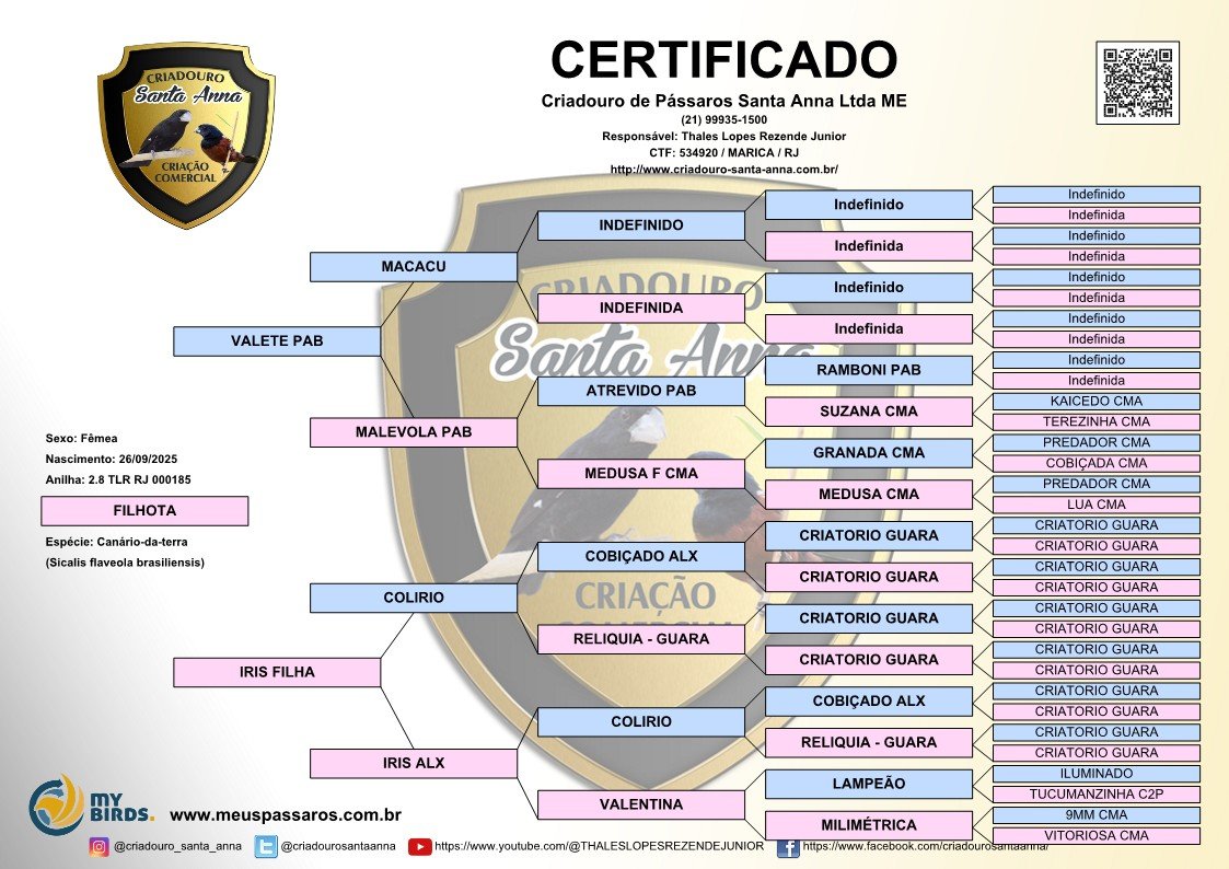 CANÁRIO FÊMEA 2.8 TLR RJ 000185