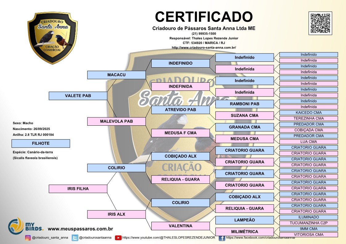 CANÁRIO MACHO 2.8 TLR RJ 000184