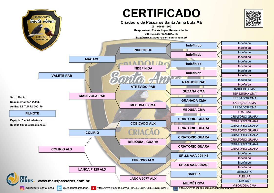 CANÁRIO MACHO 2.8 TLR RJ 000170
