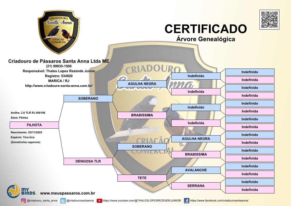 TICO-TICO FÊMEA 2.8 TLR RJ 0000196